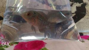 Flowerhorn fish pair for 250only.dm me fast
