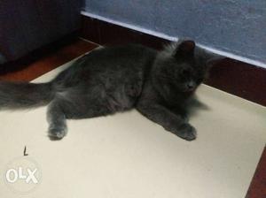Full grey Persian cat 4 month old...