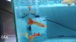 Full red guppy Brood Stock For Sale good For