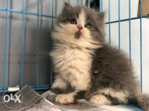 Gery n white doll face male 2 month old kitten