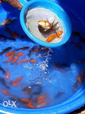 Gold Fish For Sale/ Wholesale Price
