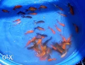 Gold fish available wholesale