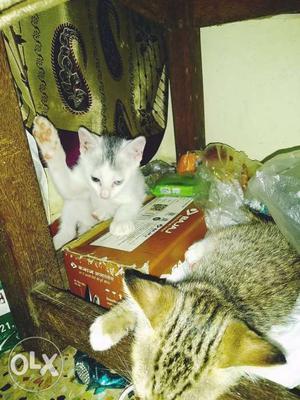 Good condition very nice meowss2