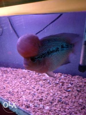 Good quality flowerhorn.