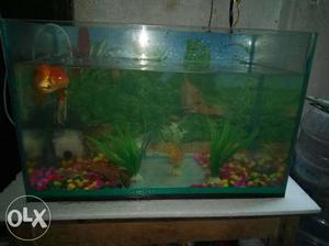 Green And Blue Fish Tank