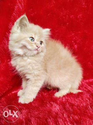 Healthy and beautiful white colour Persian cat