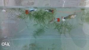 High breed guppy for 60