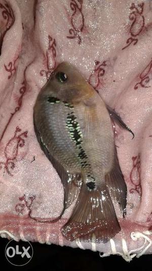 I want to sell my red dragon flowerhorn fish head