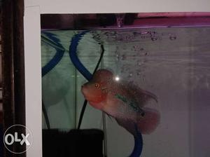 I want to sellling my flowerhorn with good body