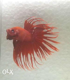 Imported Crowntail Betta