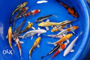Imported Koi carp available at low price