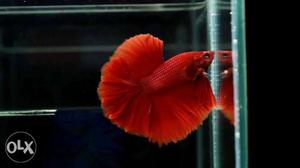 Imported quality fullred overhalfmoon betta for