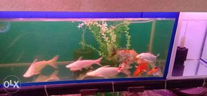 Japeanese koi fish pair single =300 rupees with