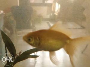 Lichi gold fish 2 size big 300 and medium 200