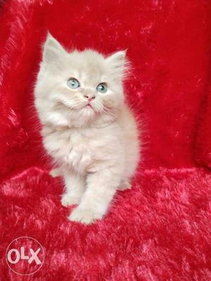 Light golden colour Persian cat kitten for sale