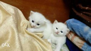 Male and female Persian cats