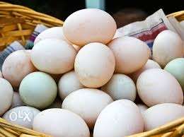 Nadan tharavu egg 9 rs for one egg wholesale ayt