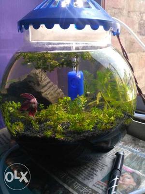 Naturally planted aquarium bowl 8mm for fish with all