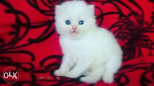 Original persian kitten for sale cash on delivery