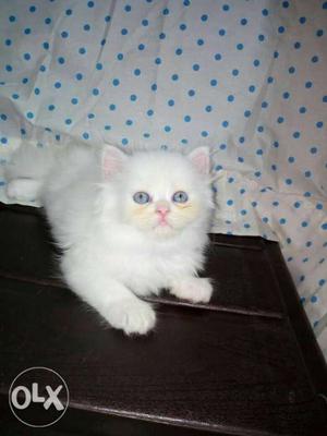 Persian Cats and Kittens