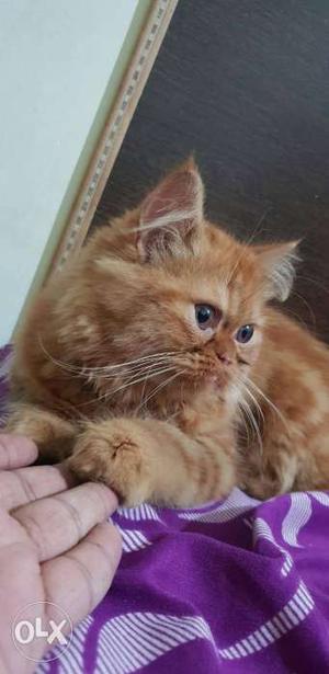 Persian cat female, 4 months, very friendly.