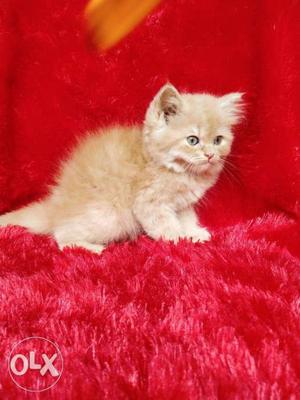 Persian cat kitten for sale cash on delivery in