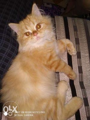 Persian cats kittens femail 3 months available