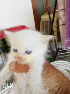 Persian good quality kittens, 35 days old