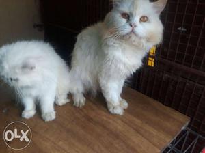 Persian pair for sale