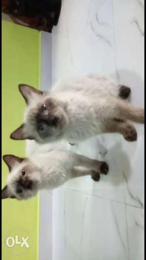 Persian samenes cat 2 months babby with good fur