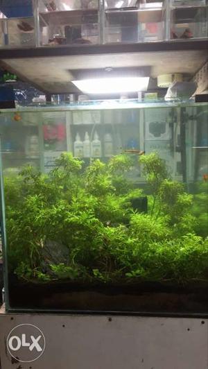 Planted tank urgent sell