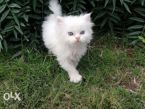 Pure Persian female baby cat