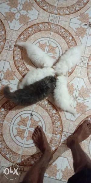 Pure Persian full white kittens