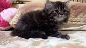 Pure Persian kittens,40 days old, female and