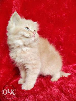 Pure person cat and kitten Golden Eyes available