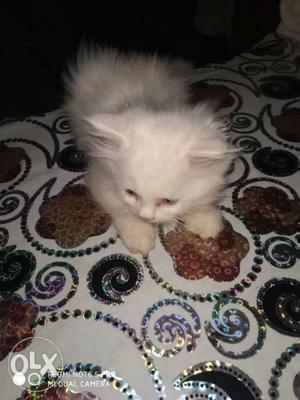 Pure white persian kitten slight negotiation is