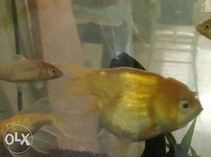 Raichu gold fish big size