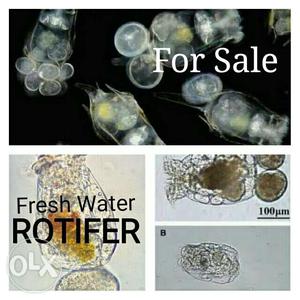 Rotifer Fresh Water Culture