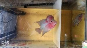 SRD Flowerhorn fish 4 sell size 5inch & above Age