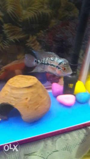 SRD male flowerhorn with little hump-very active and