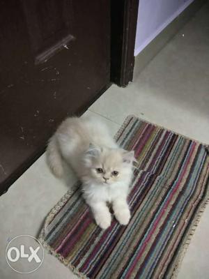 Semipunch male cream white 2 month kitten