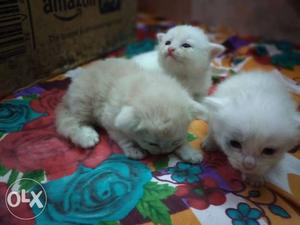 Tabby Kittens for sale