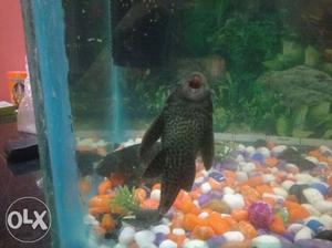 Tank cleaner fish pair for sale normal big size