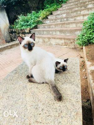 Two Siamese Cats