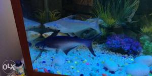 Two large size shark and other fish also Aquarium