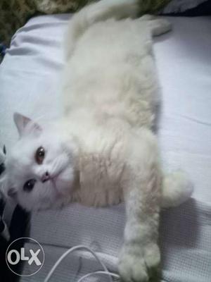 Urgent Sale Kitten Pure Breed Persian Cat 3.5