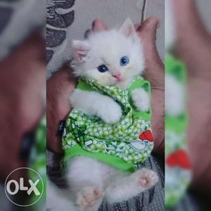 Very active healthy pure persian kitten for sale