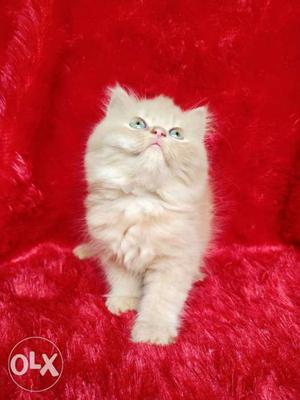 Very cute Persian cat kitten for sale cash on