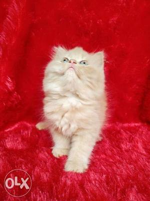 Very intelligent and cute Persian cat kitten for