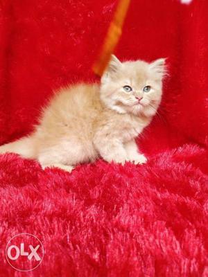 Very intelligent good quality Persian cat kitten